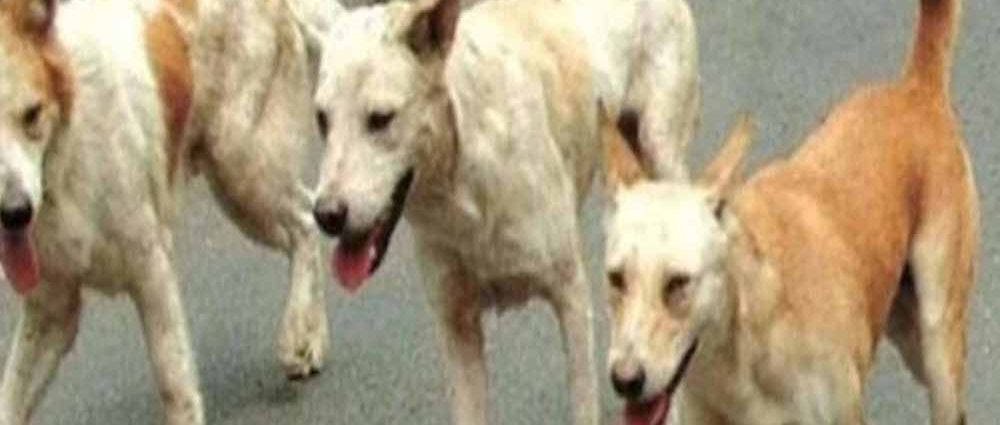 In the attack, 25 sheep died on the spot, while another 25 to 30 sheep, terrified