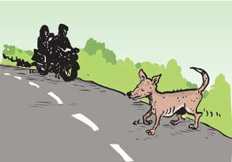 A man was reported to have died after his motorcycle collided with a stray animal near the well of Adda Bhode on the Talwara-Hajipur road.